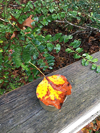 Fall Leaf
